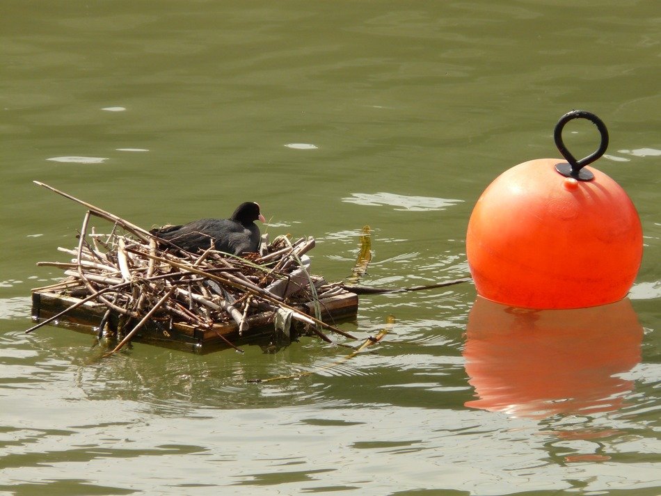 coot in a nest on the water