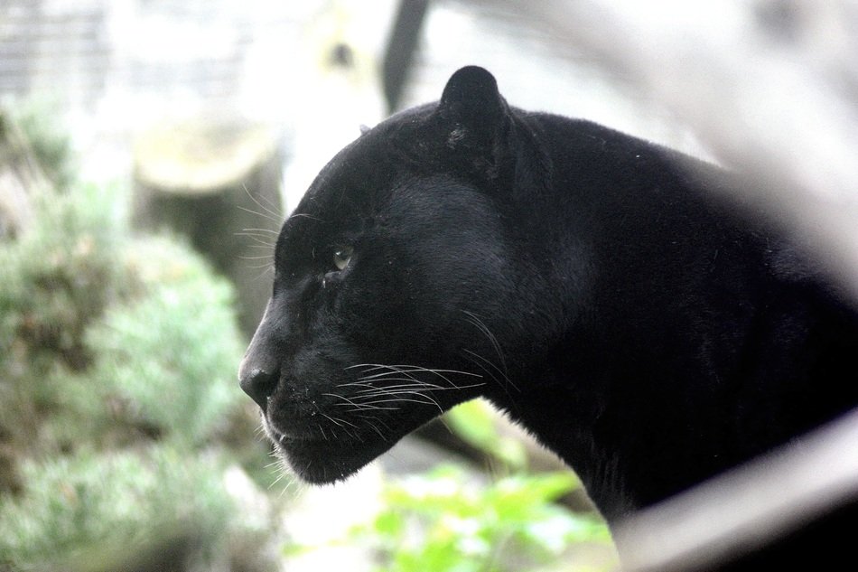 Dangerous black panther in the wildlife
