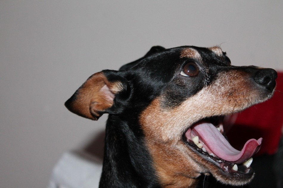 yawning re pincher close-up