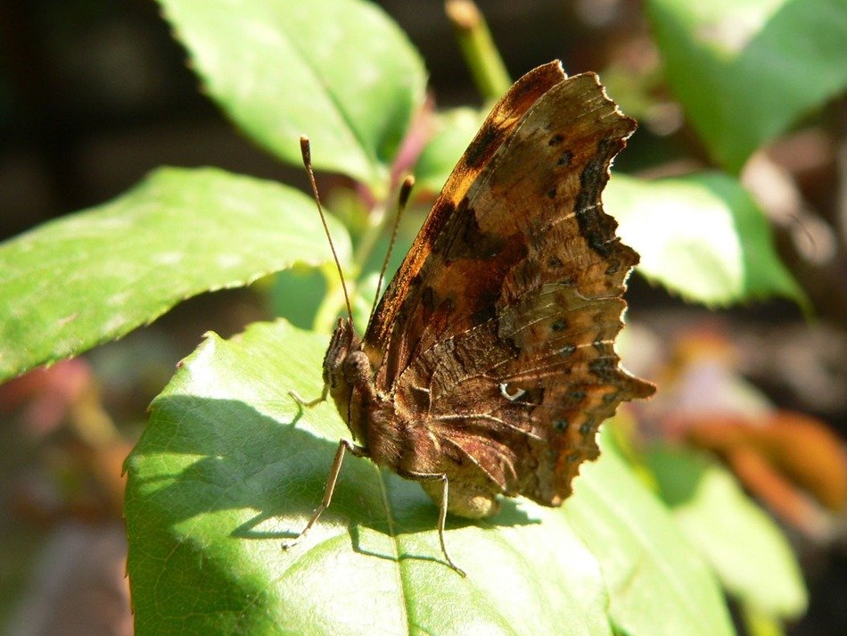 Beautiful butterfly on the leaf