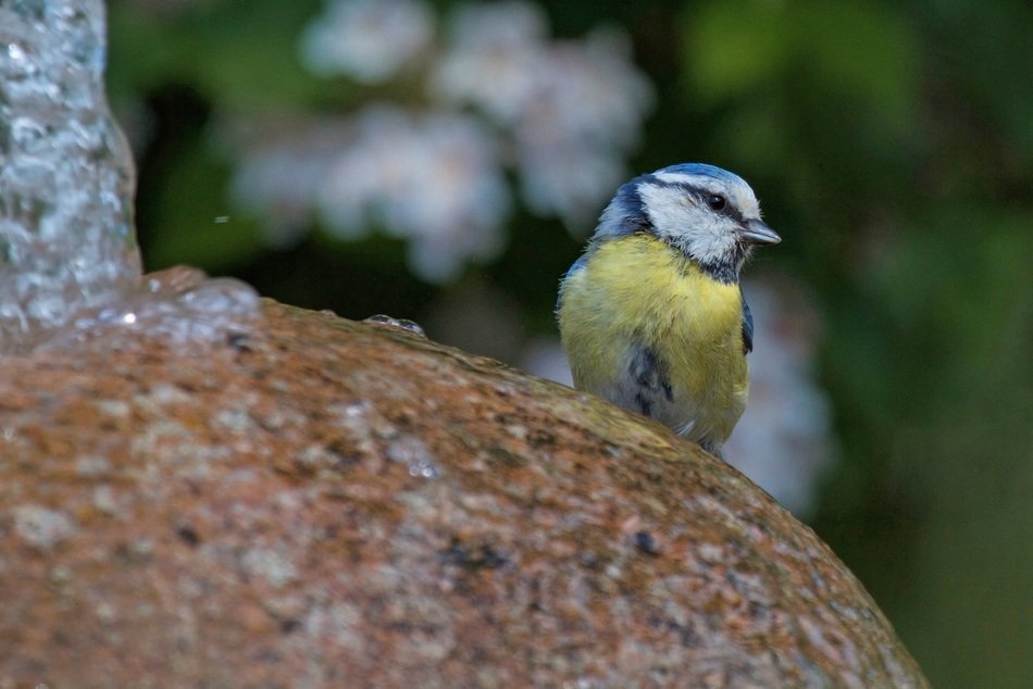 blue tit on the stone