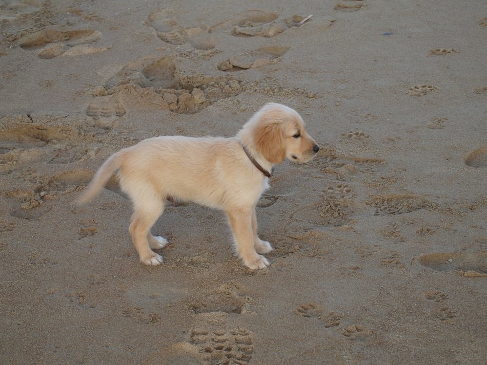 puppy on the beach