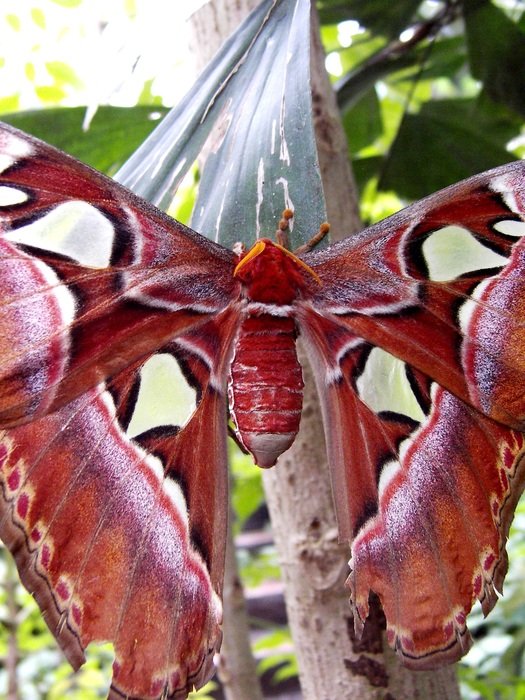 Picture of Drexel Butterfly