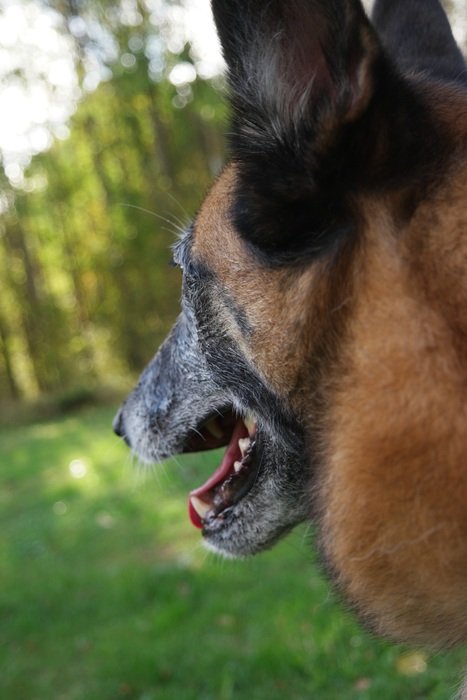 Belgian Shepherd Dog in the meadow