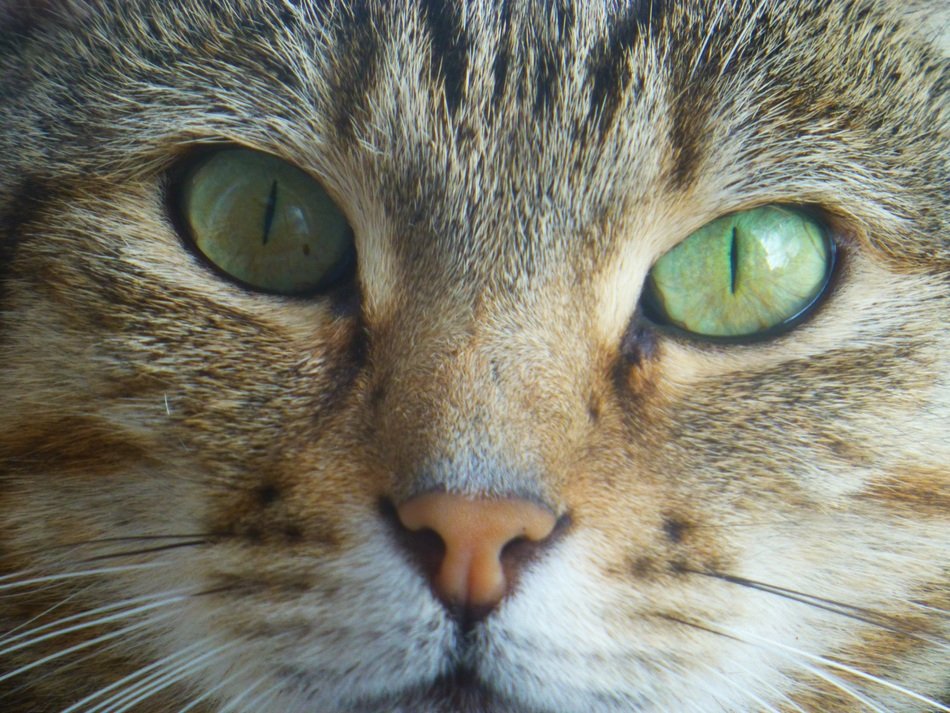 Face of the cat with the green eyes