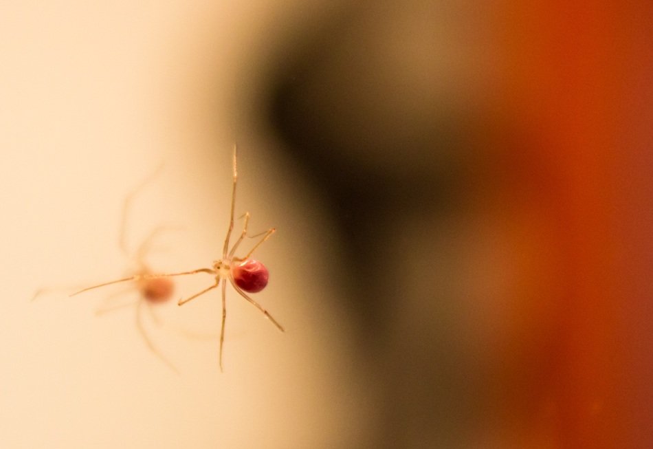 Spider Reflection Macro