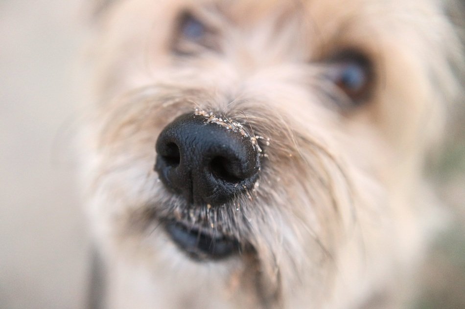 cute dog snout