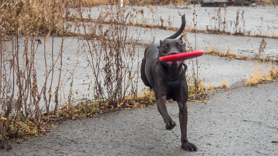 running black Dog with red toy in teeth