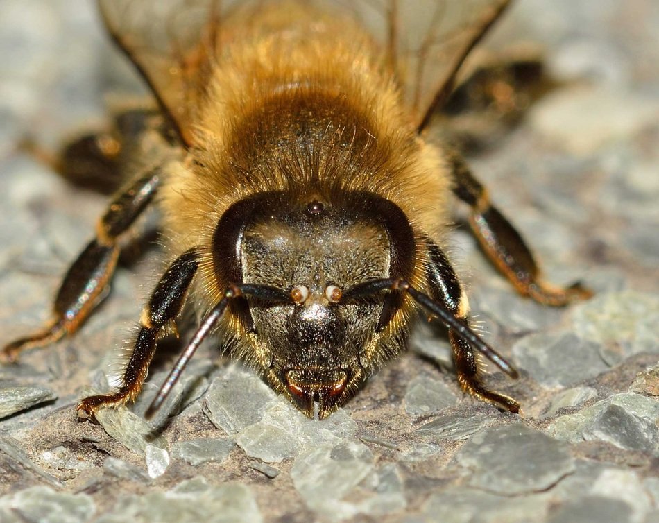 The western honey bee