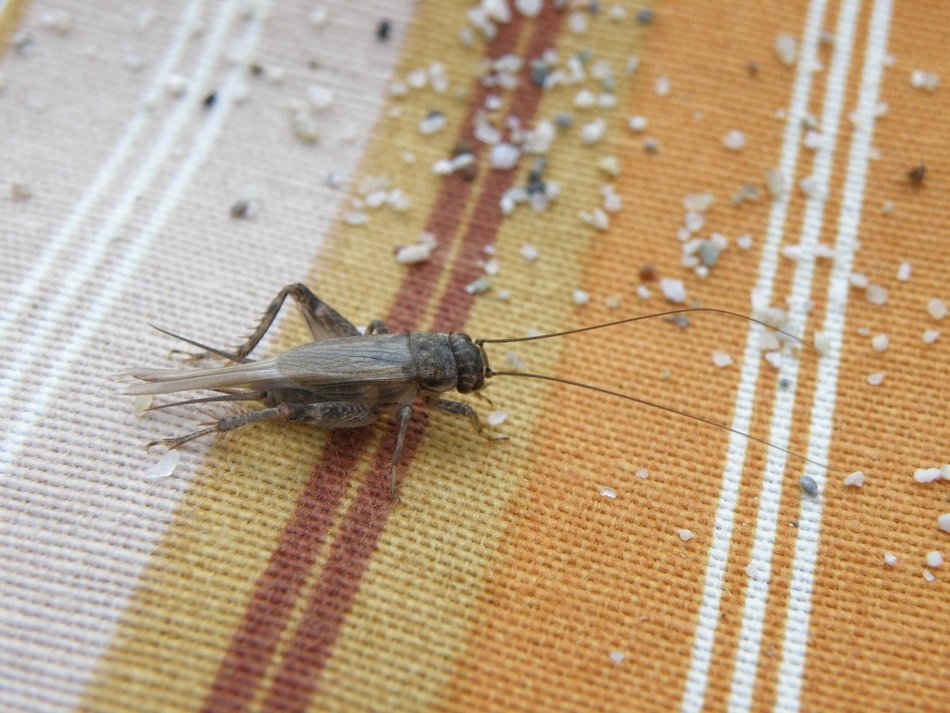 insect on the fabric