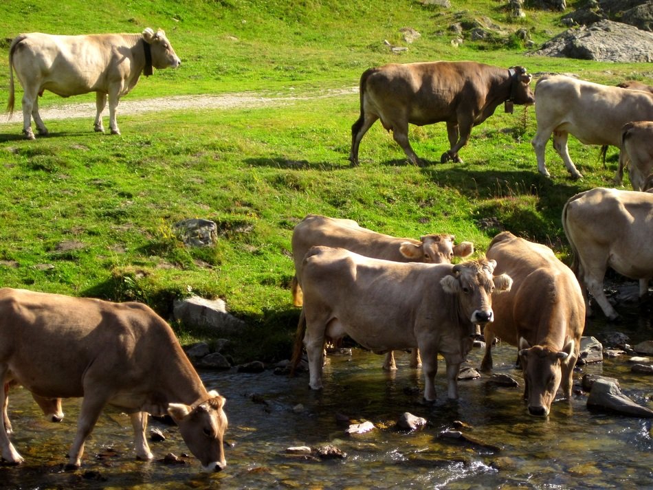 Cows in Prado