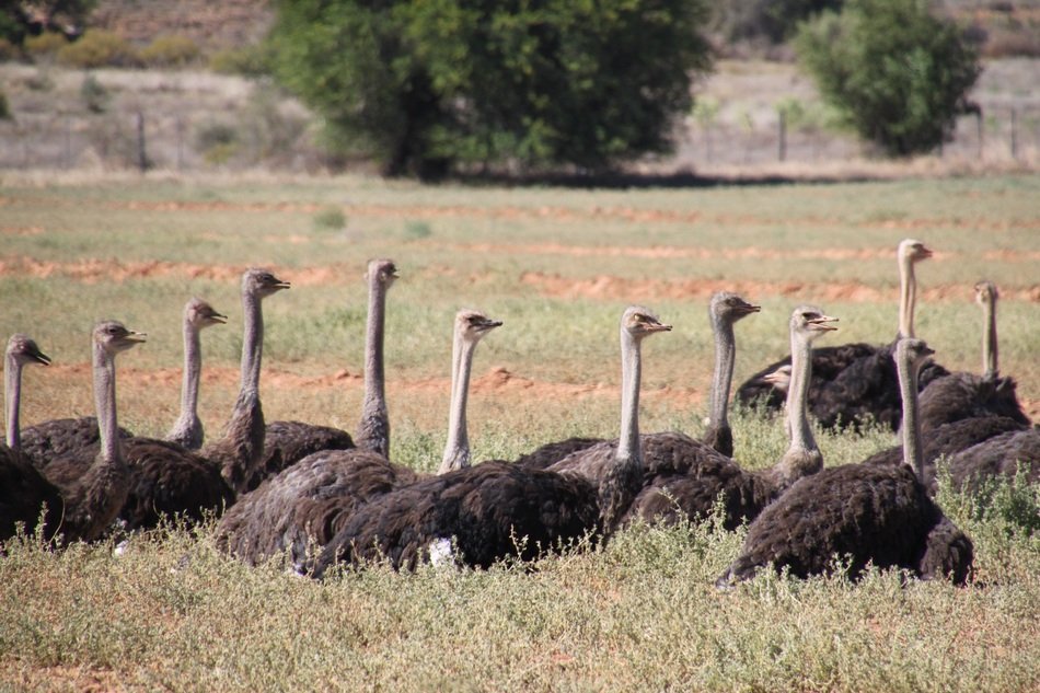ostriches lie on the grass in south africa