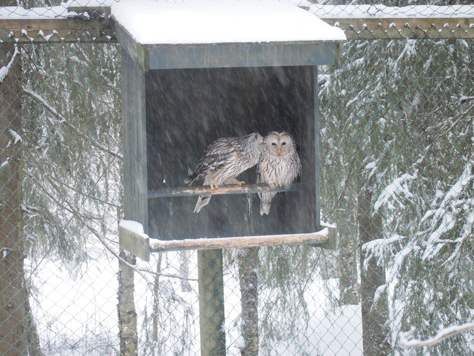 birds in the house during the snow
