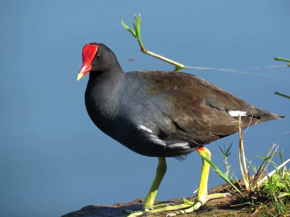 water chicken in the park