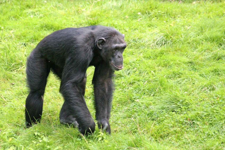 Chimpanzee on the meadow