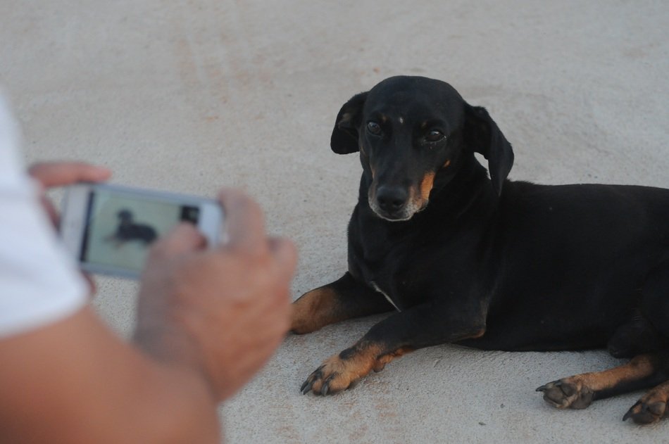 Photographing the dog with the Iphone 5