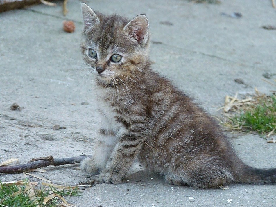 picture of the cute kitty on a street