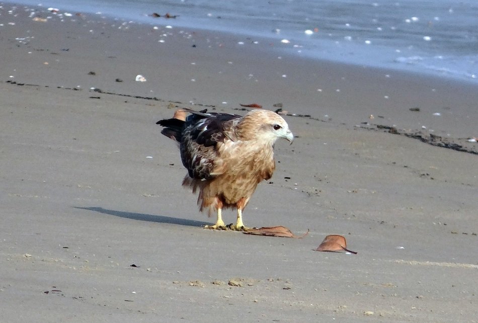 Eagle in Karnataka