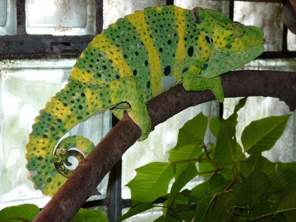 Green common Chameleon in the cage