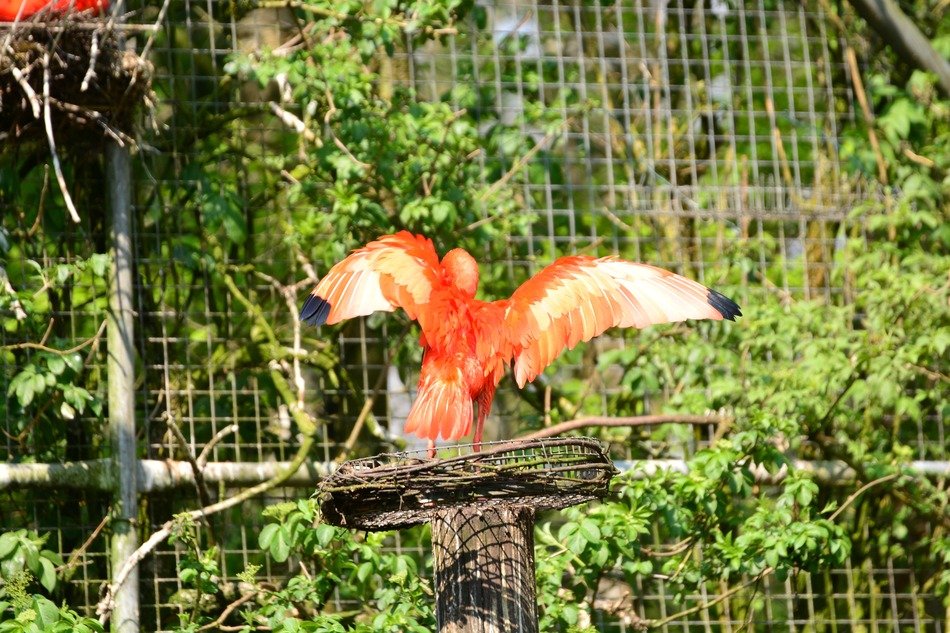 red bird in a zoo in Spain
