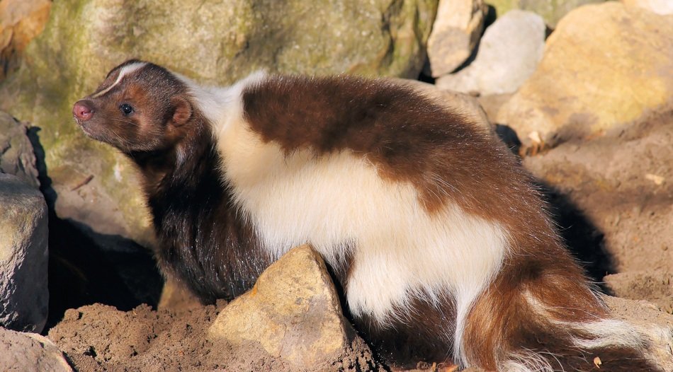 cute two-colored animal in a wildlife
