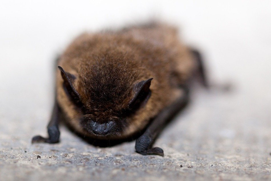 black bat in the wild