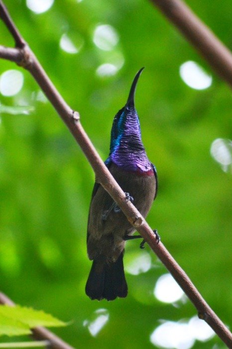 colorful hummingbird in the natural environment in Sri Lanka