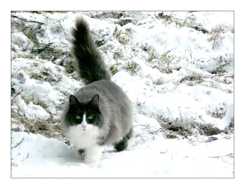 big domestic cat in the snow