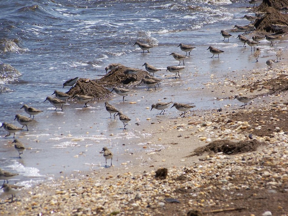 sea birds on the ocean beach
