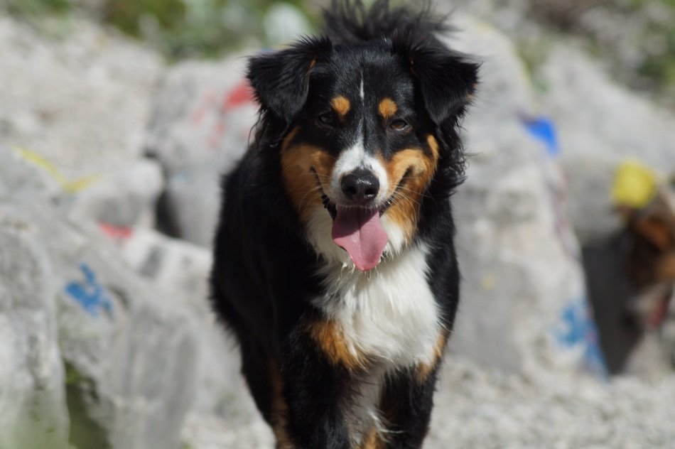 sweet hybrid dog