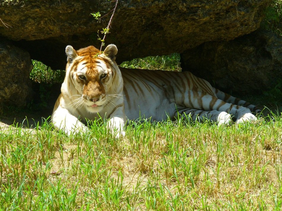 Golden Tiger lying on grass portrait