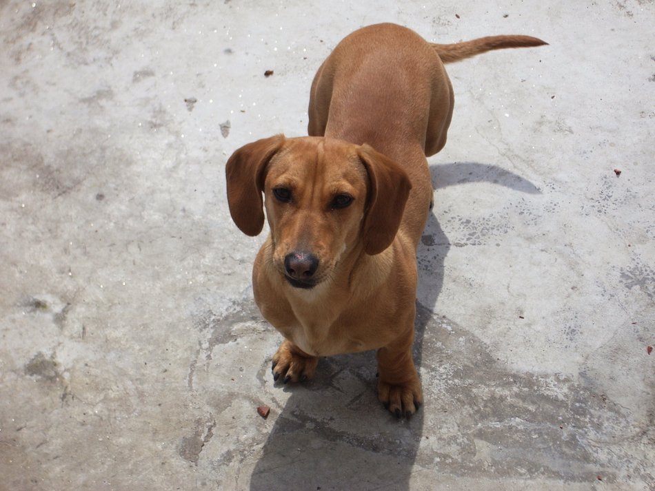 Beautiful puppy of Dachshund