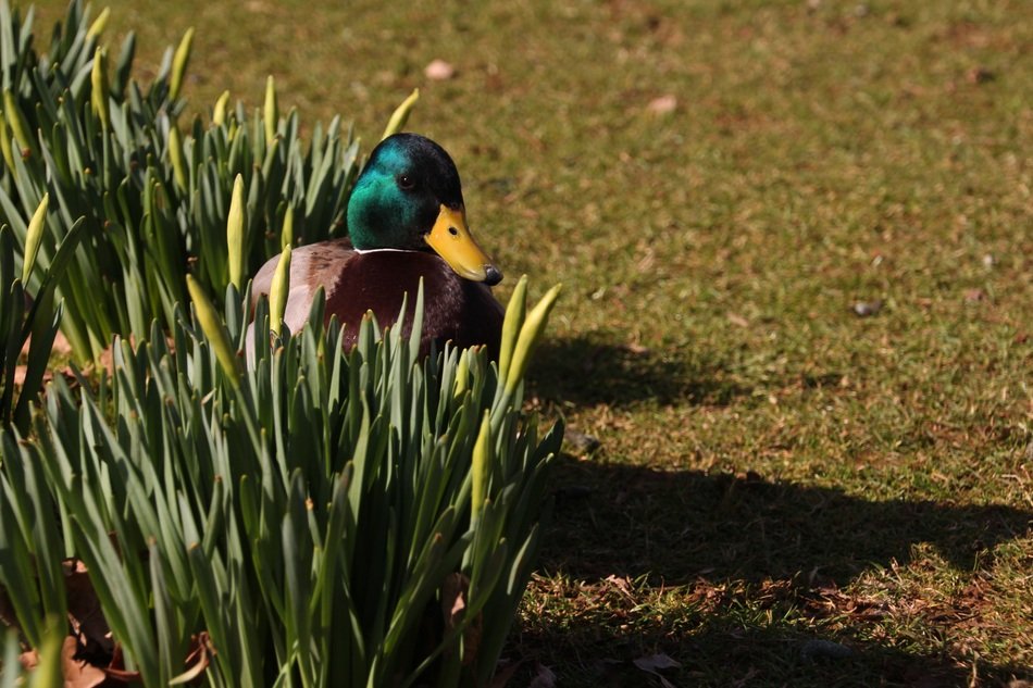 Pato Mirada bird