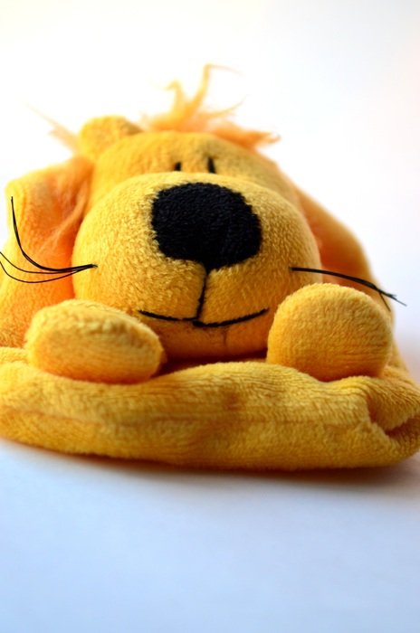 teddy lion