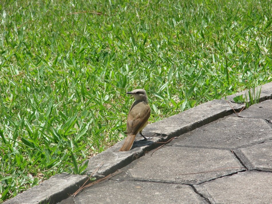 Brazilian bem-Te-Vi Bird