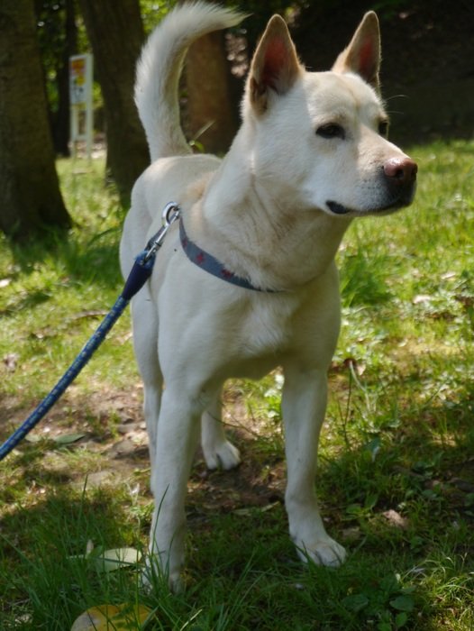 picture of the white dog