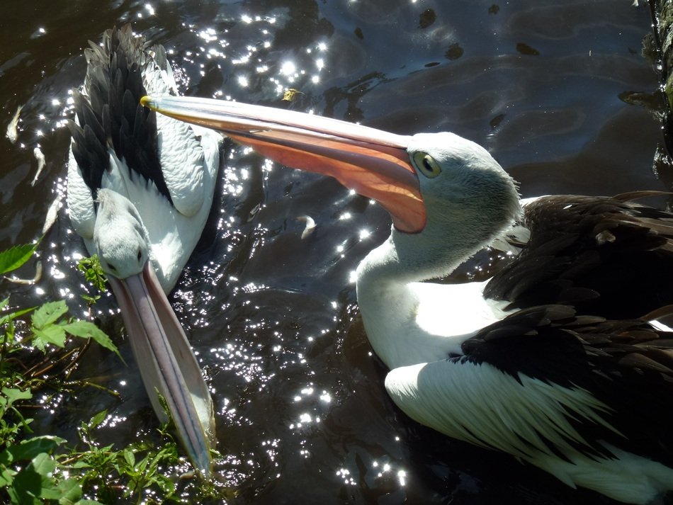 beautiful Bill Pelicans