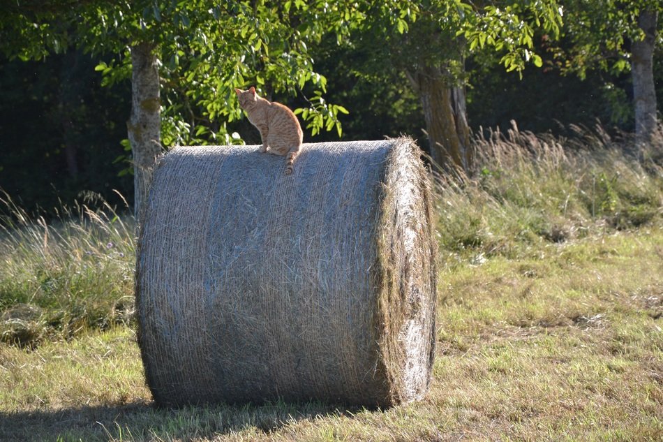 red cat sitting on the straw bale on a field