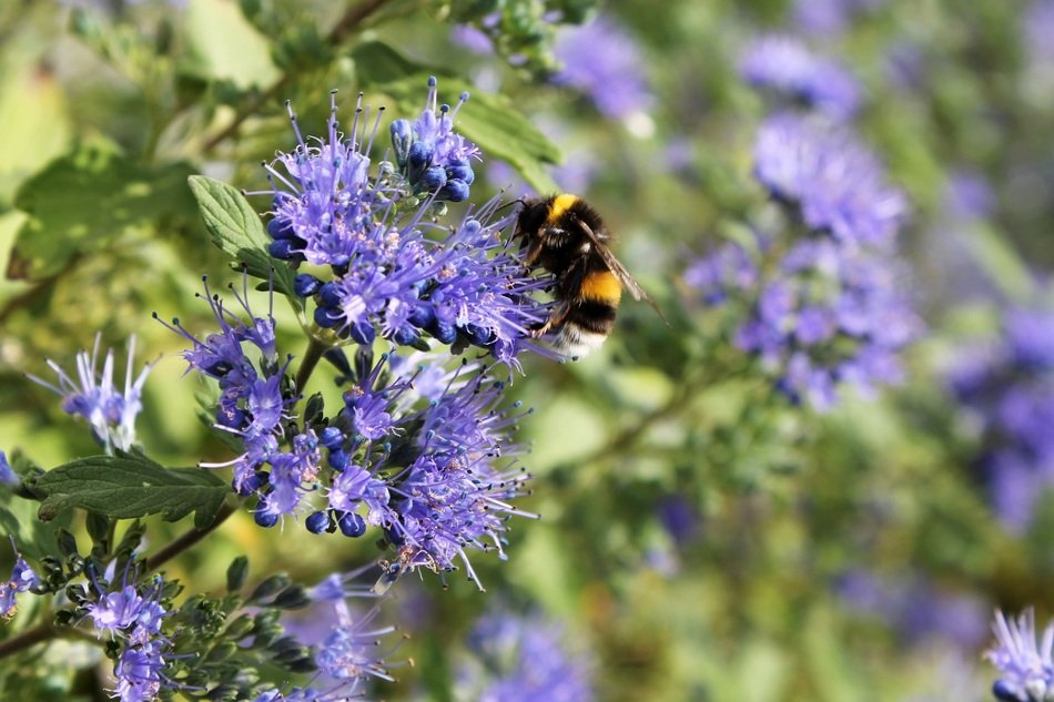 insect on blue flowers on a sunny day