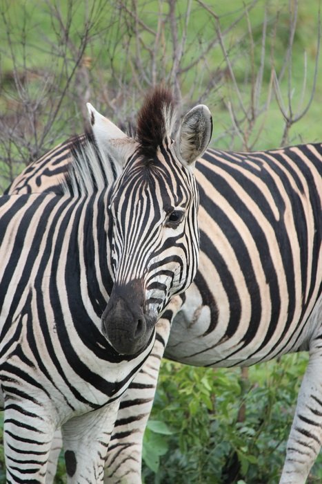 Zebra in the wildlife in Africa