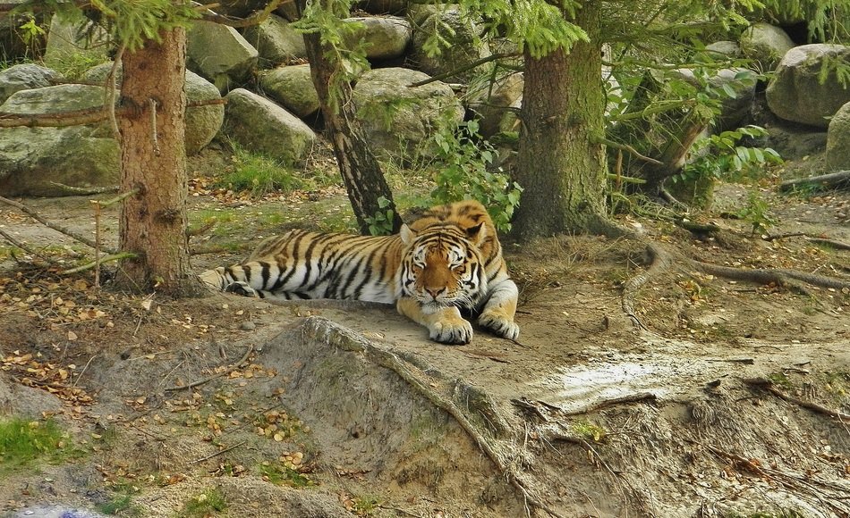 tiger in the aviary at the zoo in eberswalde