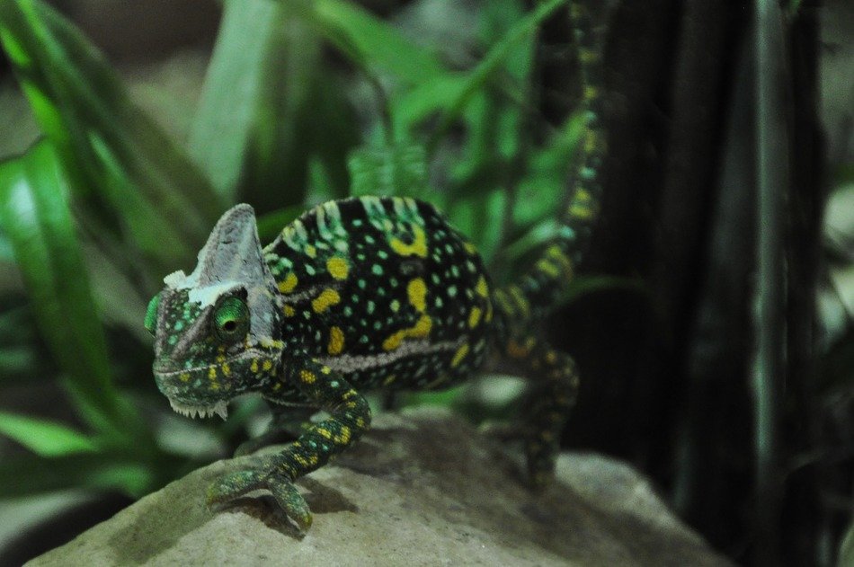 camouflaged colorful chameleon among the plants in nature