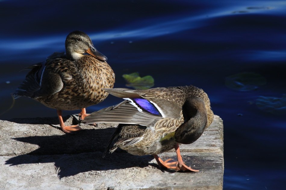 female ducks on the pier