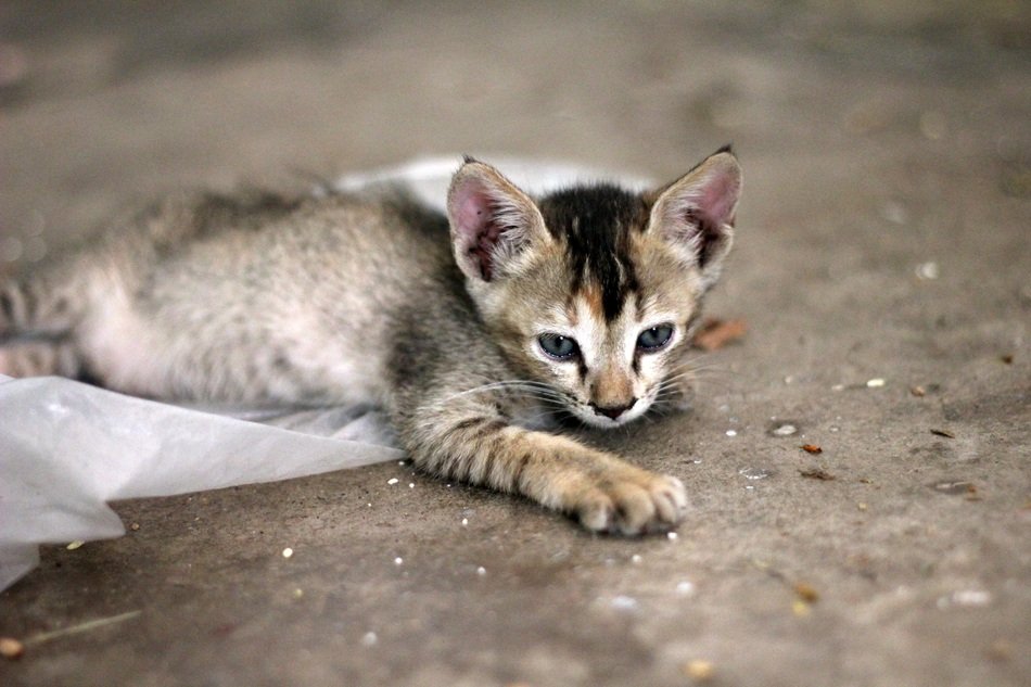 beautiful and cute small Kitten