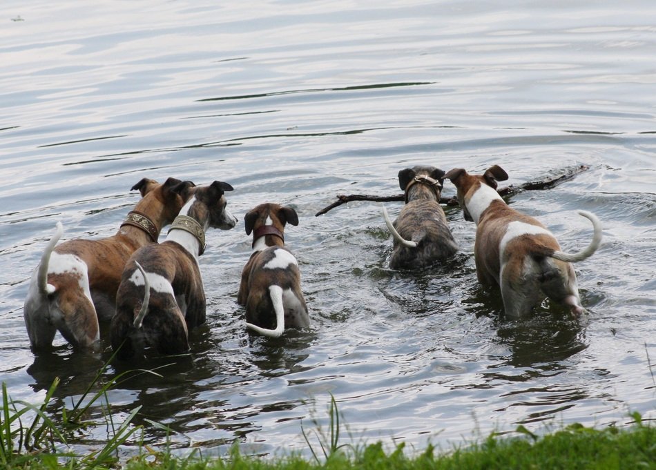 Dogs in river