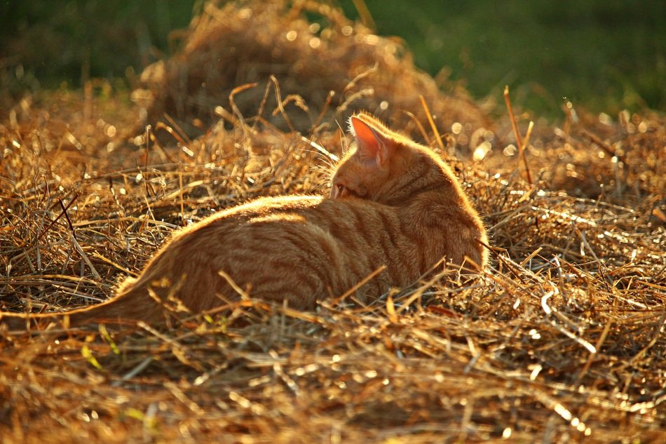 young red cat playing in straw