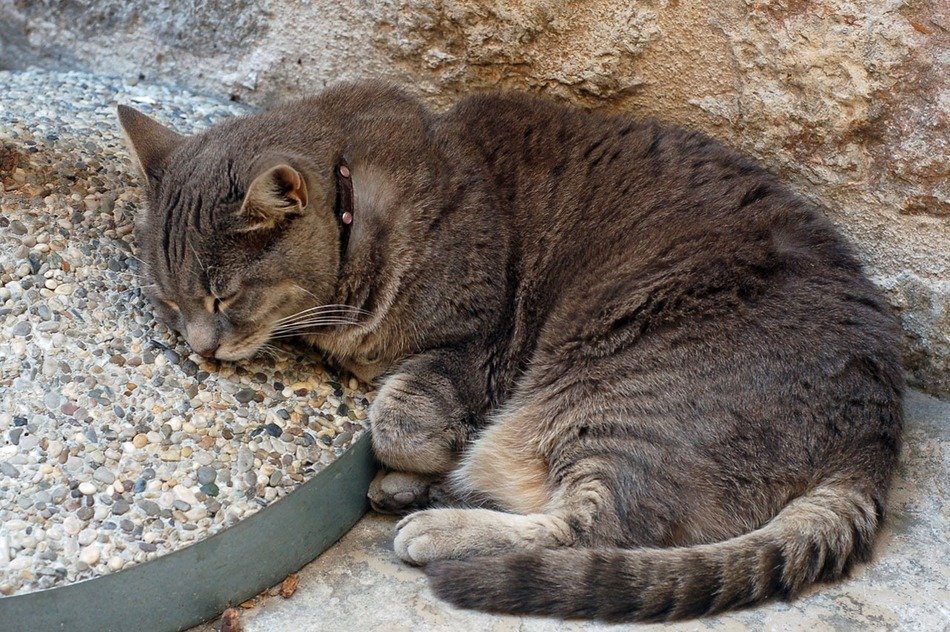 grey cat sleeps on pebbles in the yard
