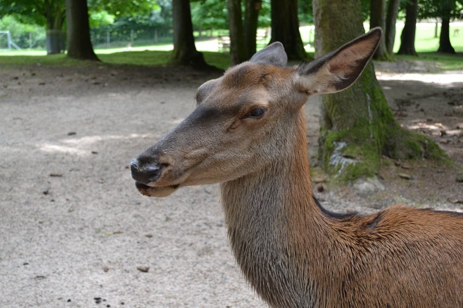 portrait of Roe Deer in Zoo