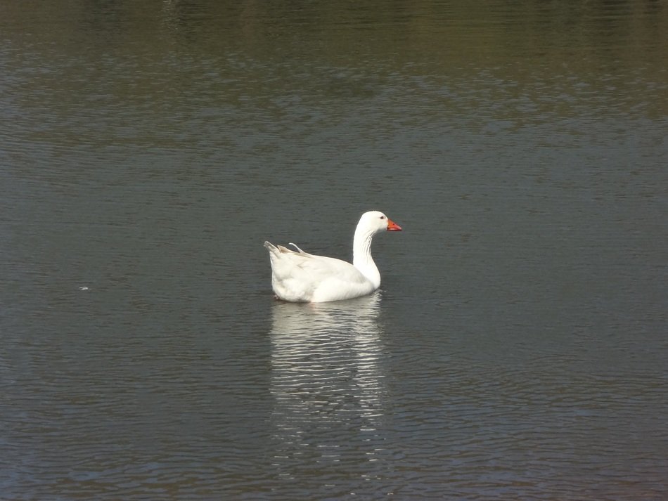 lonely white bird in Lake floating