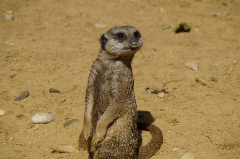 adorable small meerkat